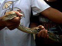 Ular Piton Hebohkan Warga Kebon Jeruk