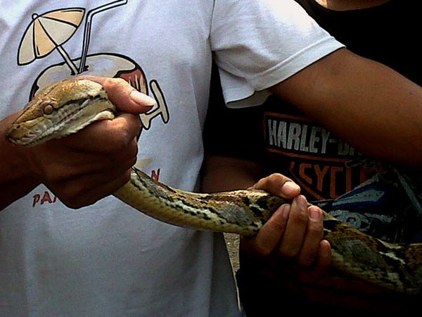 Ular Piton Hebohkan Warga Kebon Jeruk