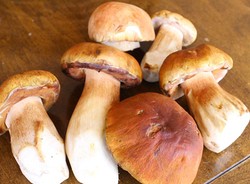 Porcini si Jamur Bayi Babi