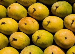 Mangga Bisa Cegah Stroke