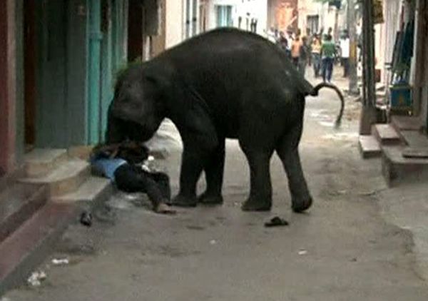 Gajah Liar Ngamuk di India