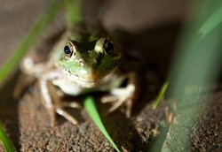Kulit Katak Berpotensi Jadi Obat Kanker