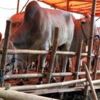 Stok Cukup, Pemerintah Klaim Harga Daging Sapi Stabil