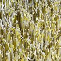 Tak Ada Larangan Berwisata ke Suatu Negara Terkait Bakteri E.Coli