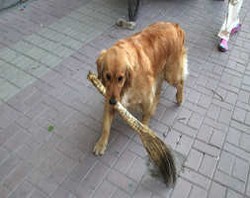 Anjing yang Pintar Menyapu