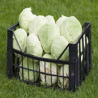 Thailand Temukan Bakteri E. Coli pada Kol dari Eropa