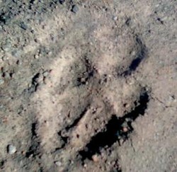 Jejak 2 Harimau Ditemukan di Lereng Merapi