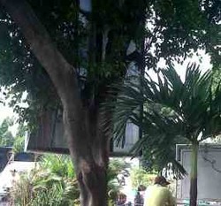 Ratusan Ulat Bulu Samping Pospol Citraland Muncul di Siang Hari