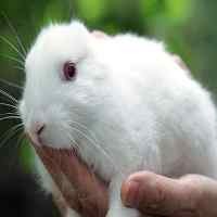 Kelinci Tanpa Telinga Lahir, Diduga Efek Radiasi Nuklir Jepang