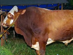 RI Merasa Didiskriminasi Australia Soal Sapi