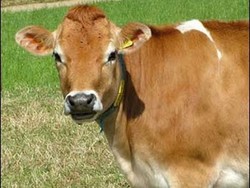 Alasan Australia Hentikan Pasokan Sapi ke Indonesia