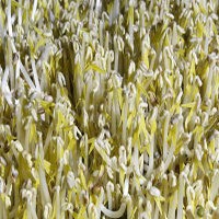 Bakteri E. Coli Terus Merenggut Nyawa, Bocah 2 Tahun Tewas di Jerman