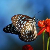 Berharap Kepompong Jadi Kupu-Kupu 