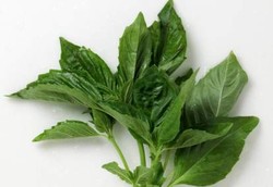 Daun Kemangi, Daun Wangi Peningkat Gairah Seks