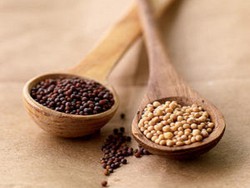 Mustard Bangkitkan Nafsu Makan