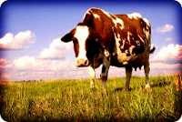 China Sisipkan DNA Manusia, Sapi Hasilkan Susu Dekati Kualitas ASI