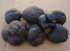  Jamur Black Truffle