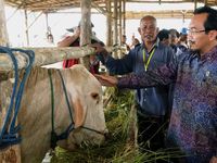 Peternak Siap Penuhi Kebutuhan Daging Lokal