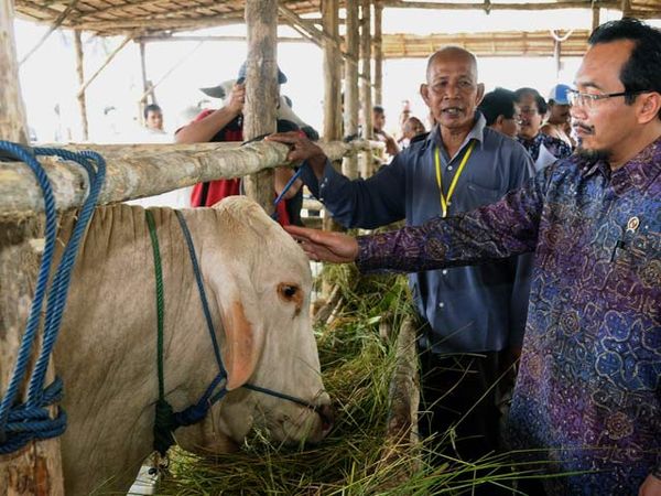Peternak Siap Penuhi Kebutuhan Daging Lokal