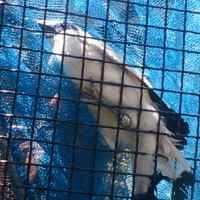 Ekowisata Wonorejo Jarang Dikunjungi Burung Migrant