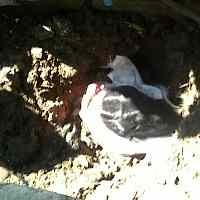 Tolak Balak, Warga Moro Krembangan Tanam Kepala Kambing