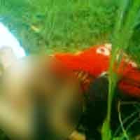 Perempuan Pemeran Video Pesta Seks Ancam Iris Urat Nadi