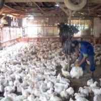 Sierad Produce Dapat Kredit Rp 100 Miliar dari BSM