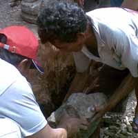 BP3 Trowulan Teliti Arca Temuan di Akar Pohon Beringin