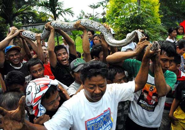 Ular Piton Gegerkan Warga Bogor