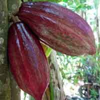 Pemkab Malang Sediakan 35 Ribu Bibit Kakao untuk Petani