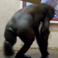 Zola Si Gorila Menari Hebohkan YouTube