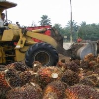 Industri Sawit Bisa Kurangi Pengiriman TKI