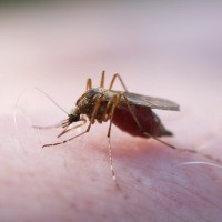 Mobilitas Tinggi, Waspadai Strain Baru Malaria