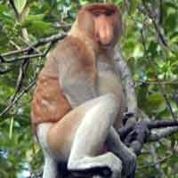 Bekantan Milik KBS Lepas Dari Kandang