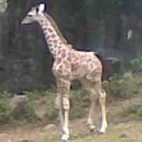 Jerapah Koleksi Taman Safari Prigen Lahirkan Keturunan Ketiga