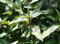 Rau Rham, Eksotik dan Menggugah Selera