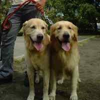 Komunitas Pecinta Anjing Serukan Arti Persahabatan