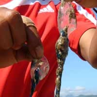 Waspadai Serangan Ubur-Ubur Api Saat Liburan di Pantai Selatan