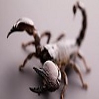 Awww! Pria AS Disengat Kalajengking di Pesawat