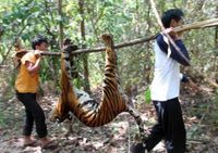 Harimau Mati Terkena Jebakan Babi