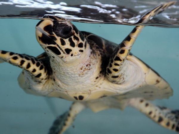 Penangkaran Penyu di Pantai Maluk