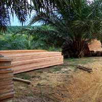 Pemerintah Dinilai Cuek Terhadap Illegal Logging di Bukit Suligi 