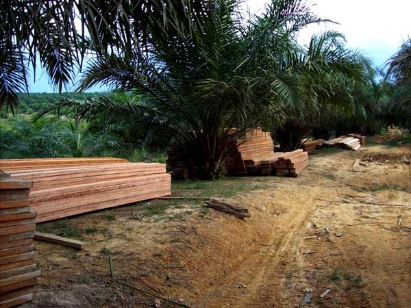Hutan Lindung Bukit Suligi Terus Dijarah