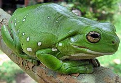 Kaki Kodok Dilirik Jadi Bahan Baku Plester Luka