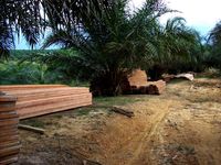 Hutan Lindung Bukit Suligi Terus Dijarah