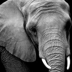  Gajah (Biasanya) Tak Mau Berubah