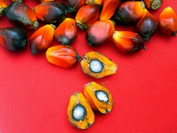 Melihat Perkebunan Sawit Malaysia