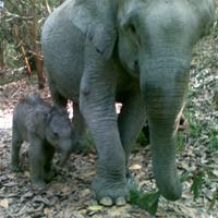 Mira Lahirkan Bayi Gajah 46,9 Kg