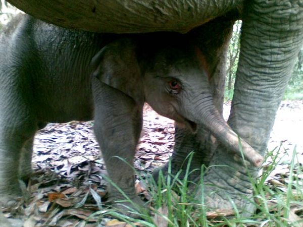 Mira Lahirkan Bayi Gajah