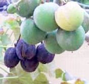 8 Bocah di Jombang Keracunan Usai Pesta Buah Jarak